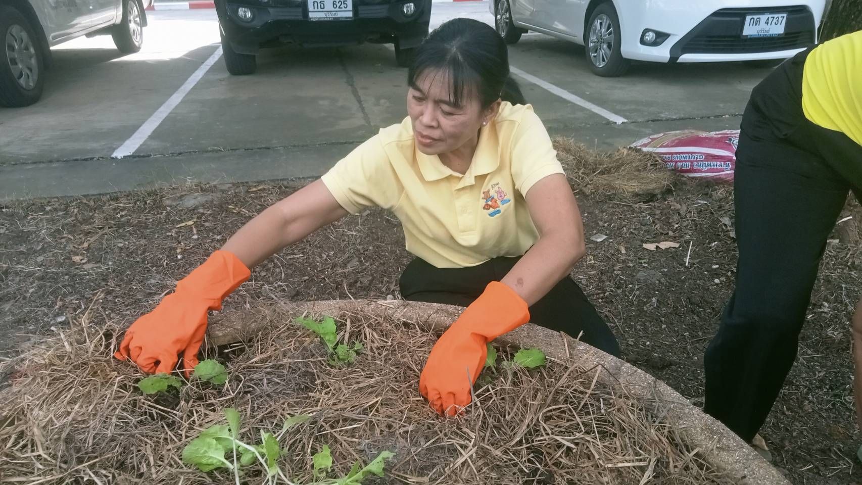 “เกษตรพอดี วิถีพอเพียง” โดยการปลูกผักกาดขาว เพื่อให้ผู้สูงอายุในสถาบันได้รับประทานผักสดใหม่ ปลอดภัยจากสารเคมี