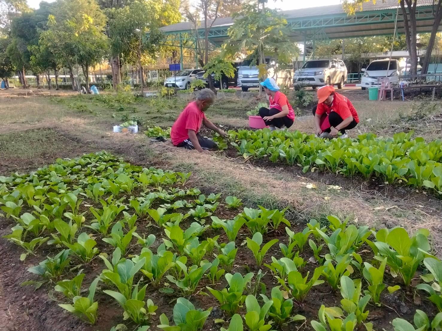 โครงการ “เกษตรพอดี วิถีพอเพียง” 